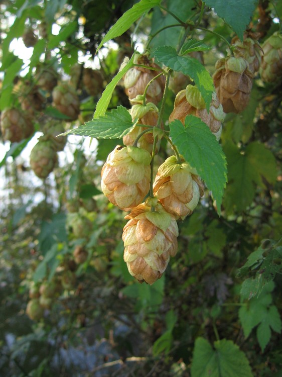 Humulus lupulus